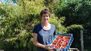 Des fraises que Christine Loury récolte du mois de mai jusqu'à la fin de l'été