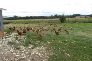 Elevage de poulets en plein air (confinement pour grippe aviaire aujourd'hui)