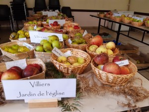 Exposition des différentes variétés de pommes de l'Yonne - Photo comité des fêtes de Dracy